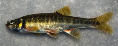 Adourelritza