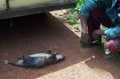 Afrikansk borstpiggsvin