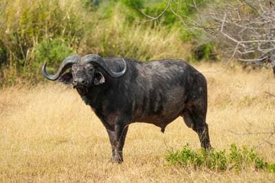 Afrikansk buffel