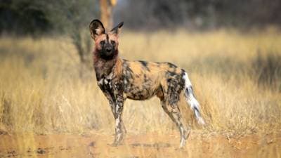 Afrikansk vildhund