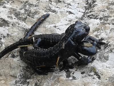 Alpensalamander