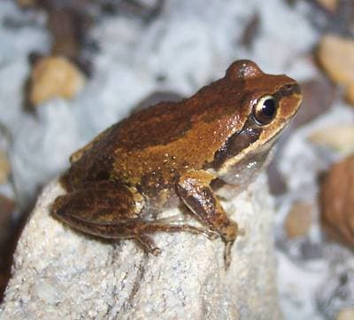 Alpträdgroda