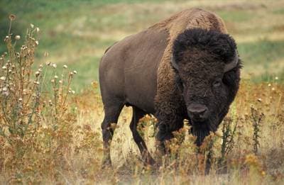 Amerikansk bison