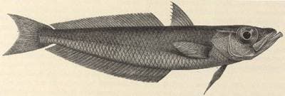 Antarktisk silverfisk