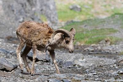 Argali