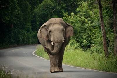 Asiatisk elefant