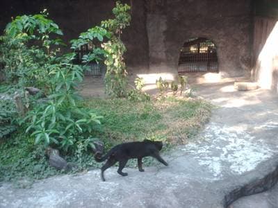 Asiatisk guldkatt