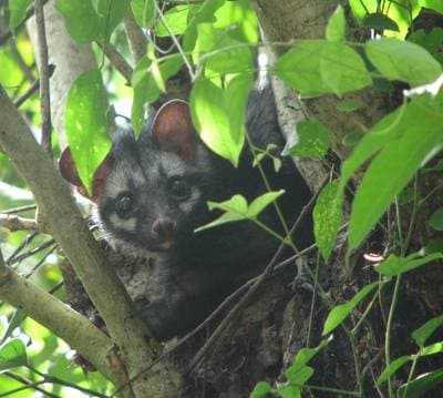 Asiatisk palmcibet