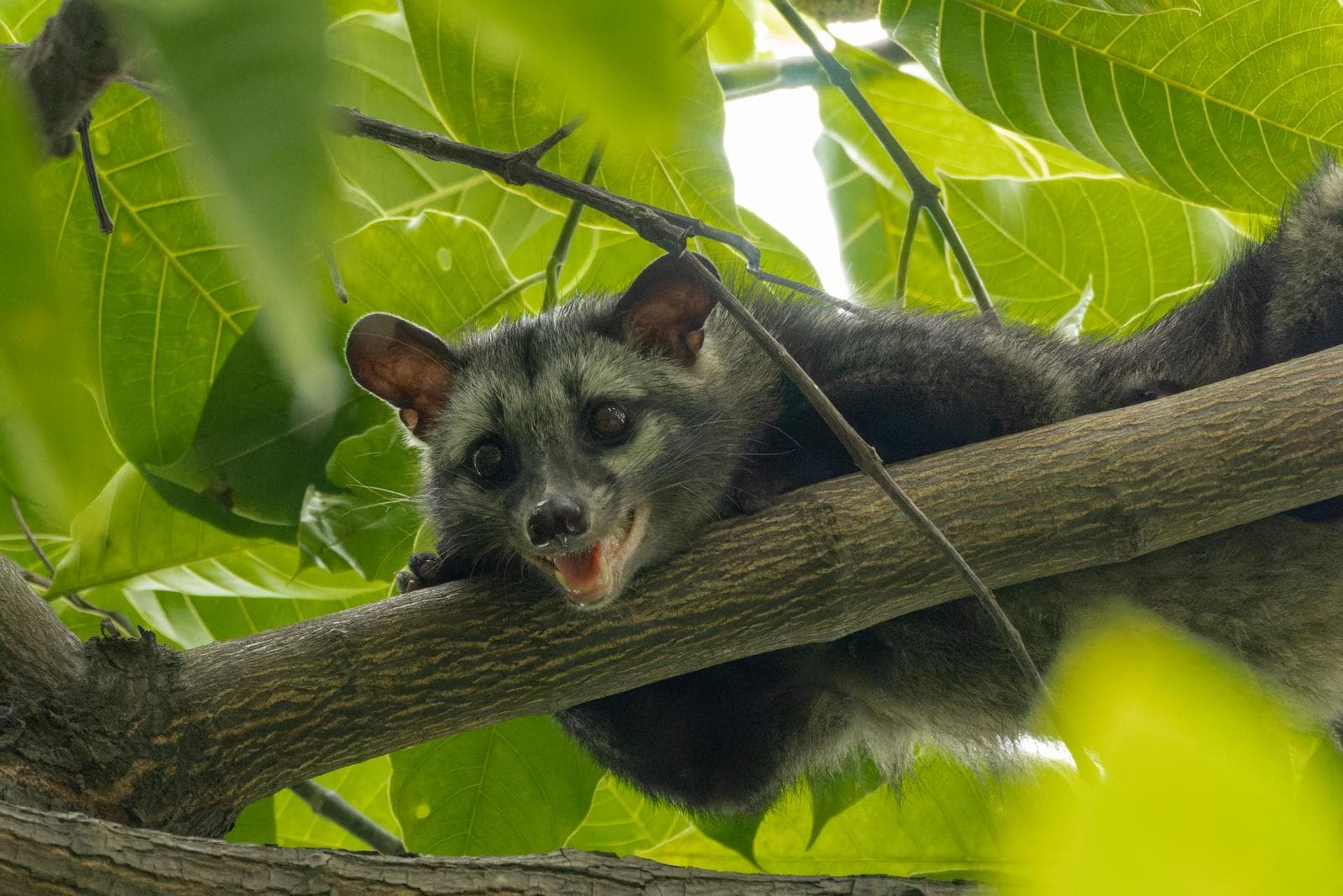 Asiatisk palmcibet — 3/3
