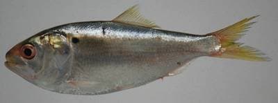 Atlantisk menhaden