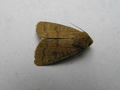 Åttiotalsfly