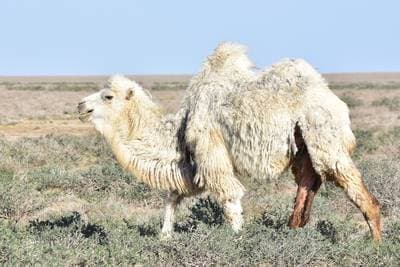 Baktrisk kamel