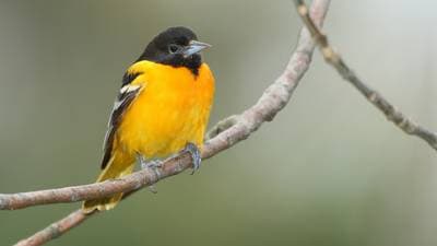 Baltimoretrupial