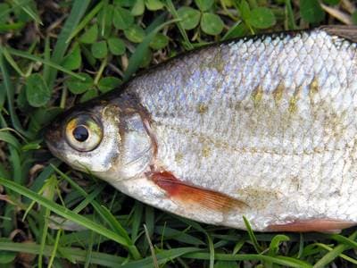 Björkna