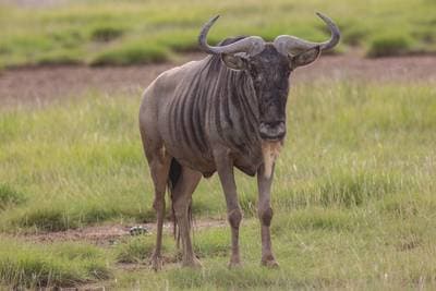 Blå gnu