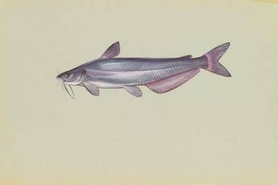 Blå mal