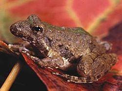 Blanchards syrsa­groda
