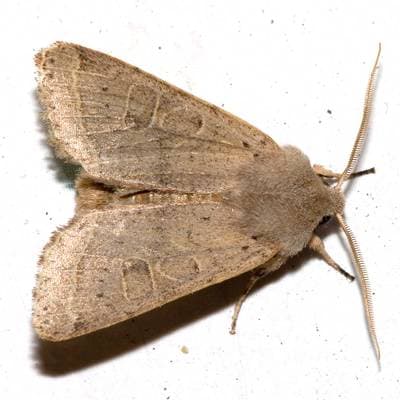 Blekgul vårfly