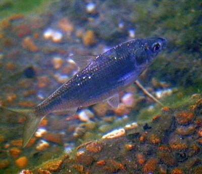 Blysillfisk