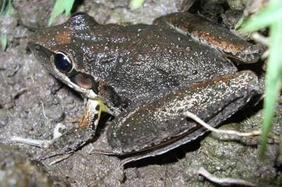 Bredfotad raketgroda
