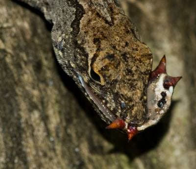 Brun anolis