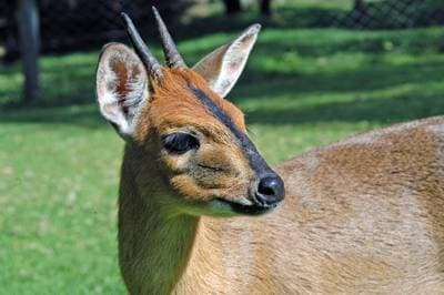 Buskduiker