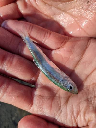 Chilensk skarpsill