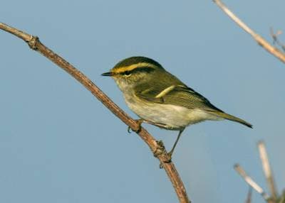 Citrongul kungsfågel
