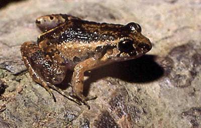 Cochakvittergroda