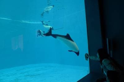 Commersons delfin