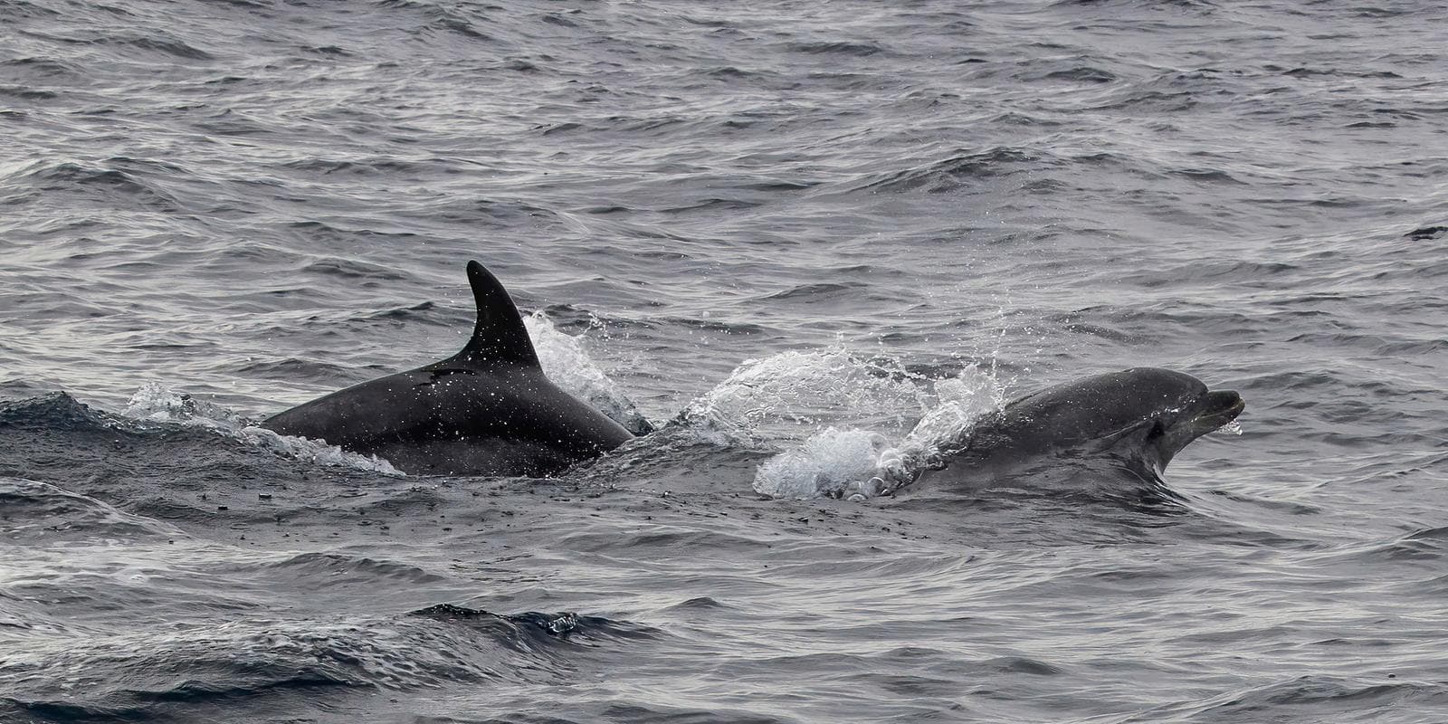 Stor tummarnos — 3/3