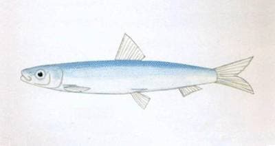 Delicatus rundsill
