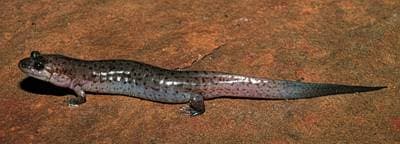 Desmognathus fuscus