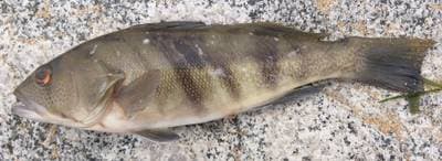 Dimhavabborre