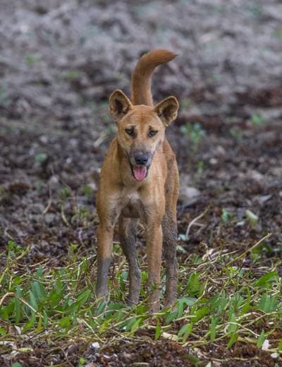 Dingo