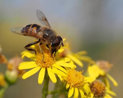 Drönarblomfluga