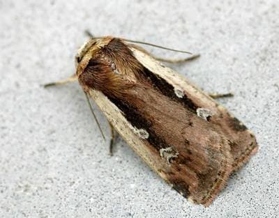 Dvärgfly