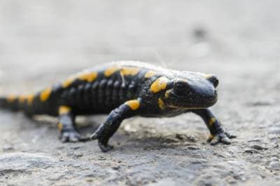 Eldsalamander