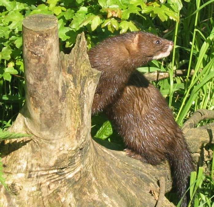 Europeisk mink — 1/3