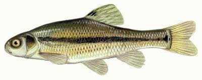 Fathead minnow / Rosy red
