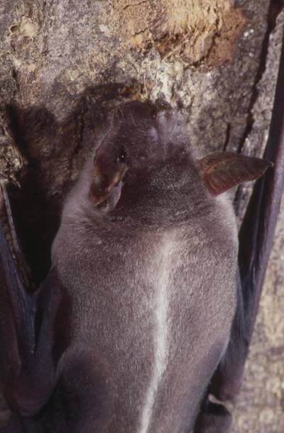 Fiskflagermus