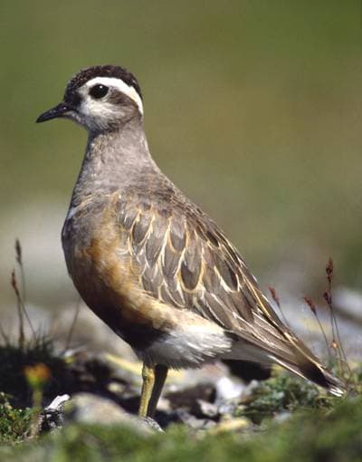 Fjällpipare