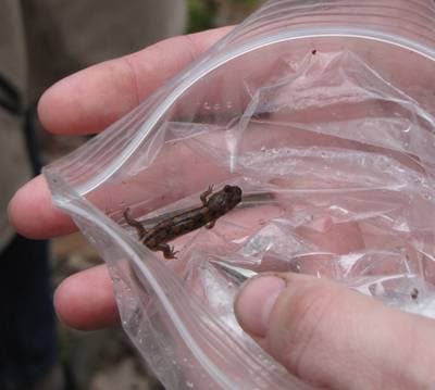 Fläckig dunkelsalamander