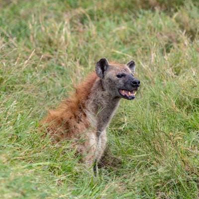 Fläckig hyena
