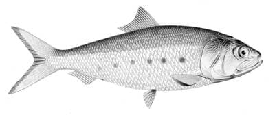 Fläckig skarpsill