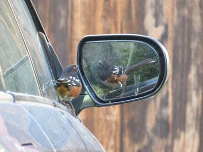 Fläckig towhee