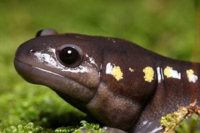 Fläcksalamander