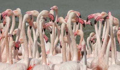 Flamingo