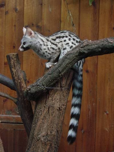 Genettakatt