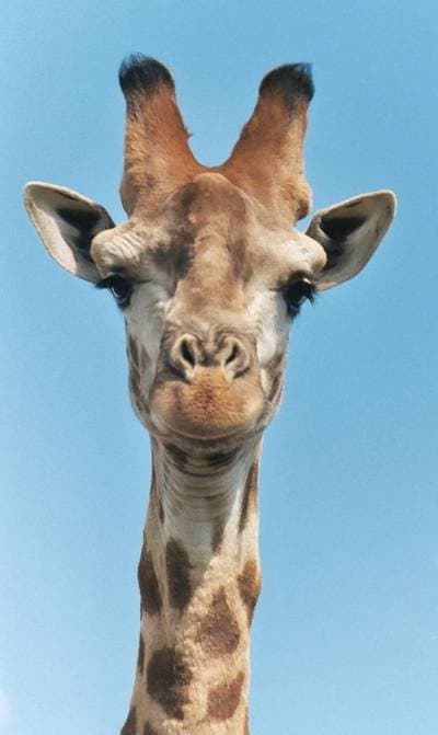 Giraff